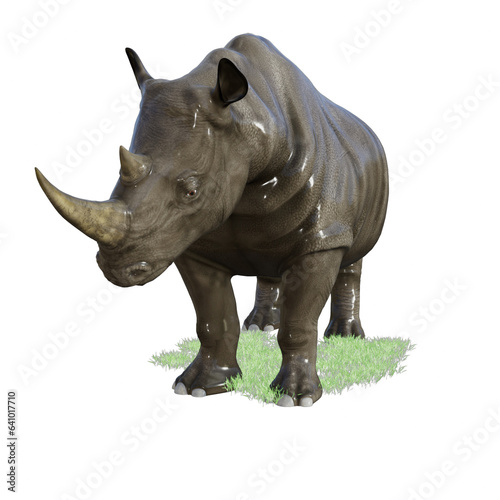 rhino isolated on white
