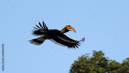 A Great Indian Hornbill in flight with its wings wide open