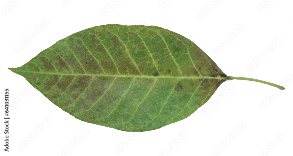 Green leaf Green leaf