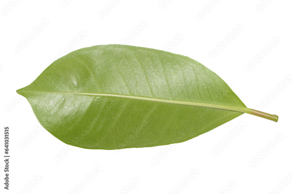 Obraz premium green leaf isolated