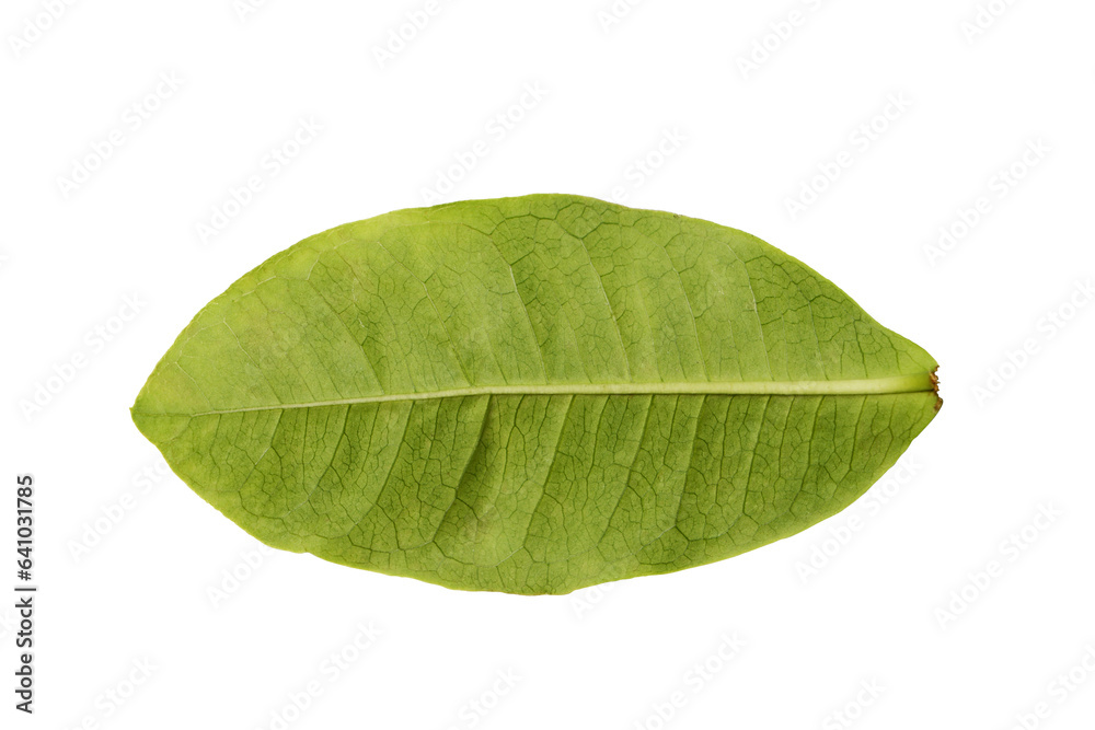 Obraz premium green leaf isolated on white background