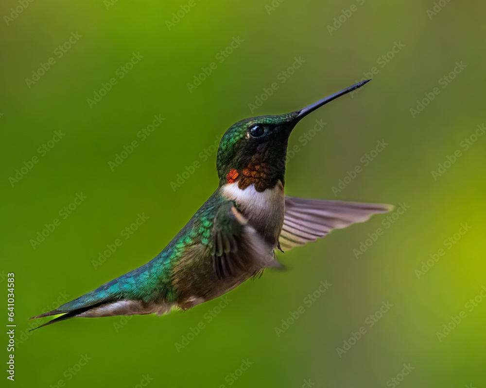 Close up of a Ruby-throated hummingbird (Archilochus colubris) hovering in the air with blurred wings.
Close up of a Ruby-throated hummingbird (Archilochus colubris) hovering in the air with blurred wings.