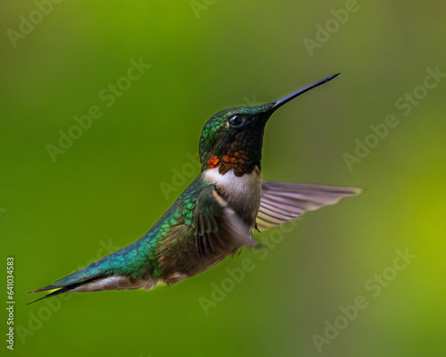 Close up of a Ruby-throated hummingbird (Archilochus colubris) hovering in the air with blurred wings. 