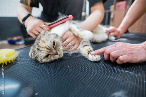 Women are combing a striped gray cat. Fast shedding service in the grooming salon.