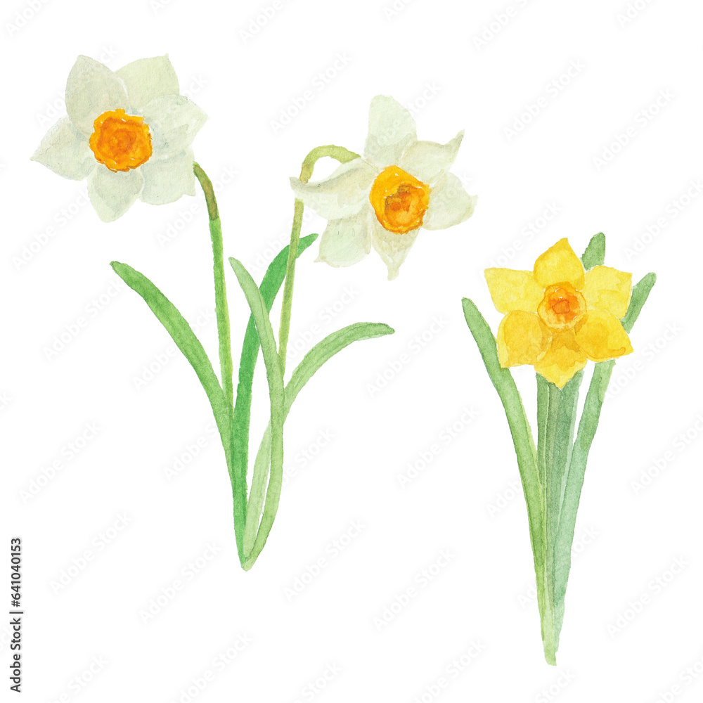 水彩絵の具で描いた水仙のお花 水彩絵の具で描いた水仙のお花
