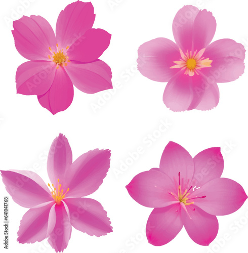 set of pink flower on white background