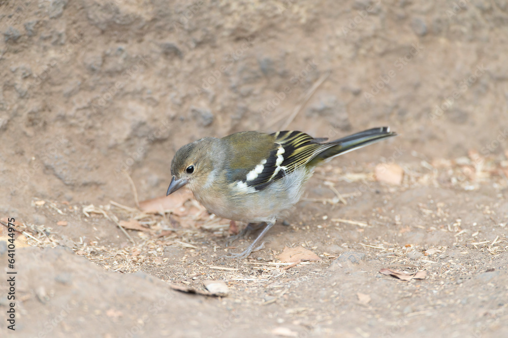 Madeira Chaffinch, Fringilla maderensis Madeira Chaffinch, Fringilla maderensis