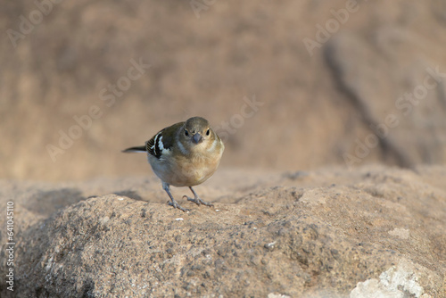 Madeira Chaffinch, Fringilla maderensis photo