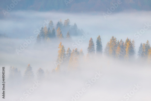 Beautiful foggy morning over the forest