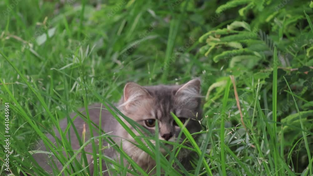 Cute Persian Cat Sitting on wood In The Garden