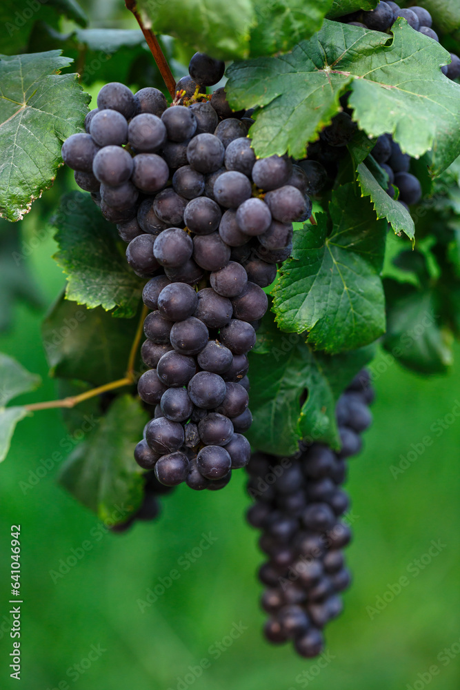 Close-up of bunches of ripe black red wine grapes on vine