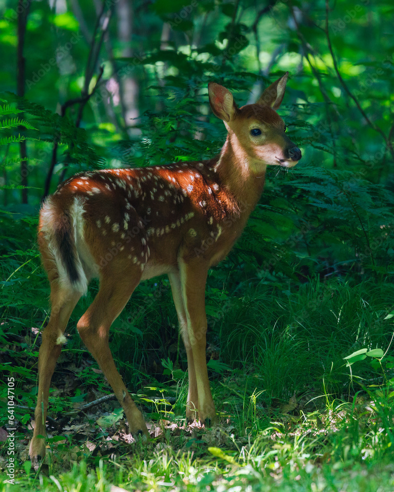 Close up of a White-tailed deer (Odocoileus virginianus) fawn with spots standing in an opening in the forest during spring.
Close up of a White-tailed deer (Odocoileus virginianus) fawn with spots standing in an opening in the forest during spring.