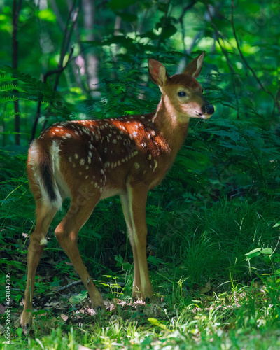 Close up of a White-tailed deer (Odocoileus virginianus) fawn with spots standing in an opening in the forest during spring. 