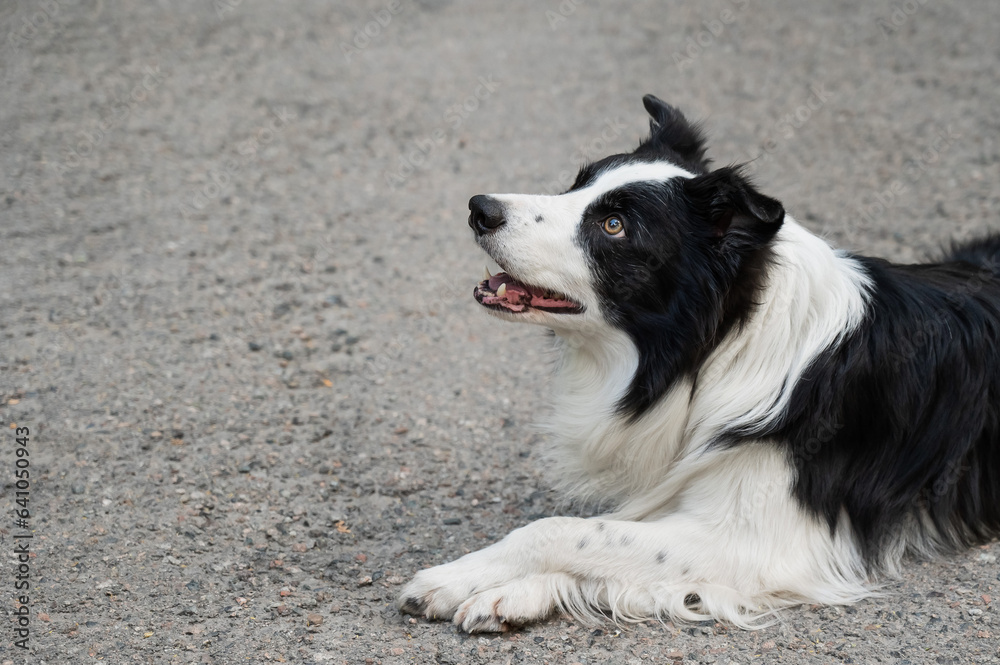Fototapeta premium Portrait of a black and white border collie lying on the pavement. 