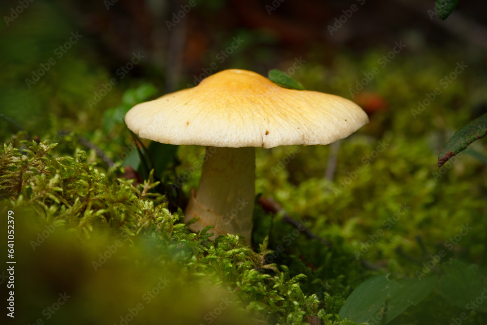 Gypsy mushroom with umbrella hat growing in green moss. Gypsy mushroom with umbrella hat growing in green moss.