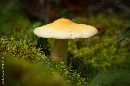Gypsy mushroom with umbrella hat growing in green moss.