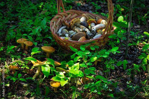 Basket with boletes on the ground near growing mushrooms and leaves.
