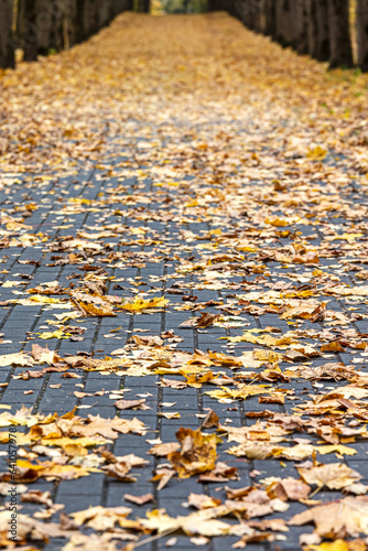 park footpath among old trees covered with orange fallen dry leaves.