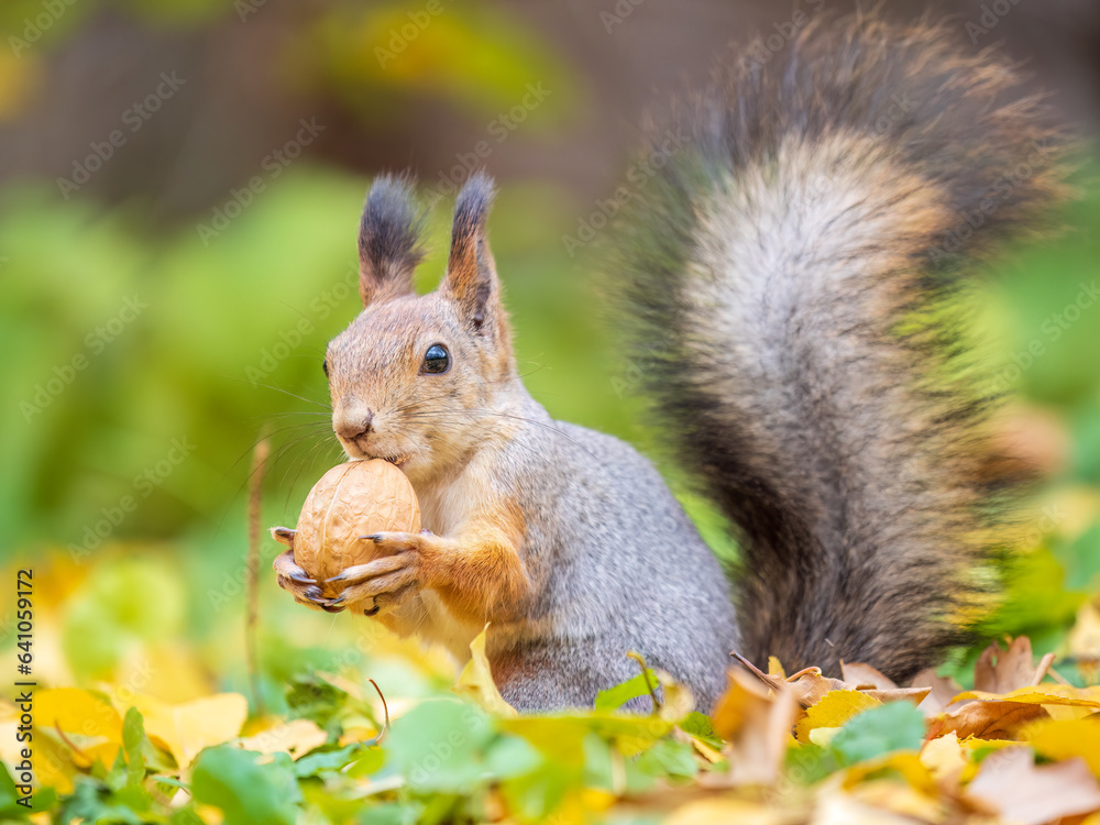 Autumn squirrel with nut sits on green grass with fallen yellow leaves