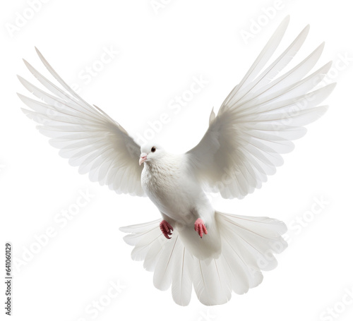 Flying white dove isolated. © Pro Hi-Res