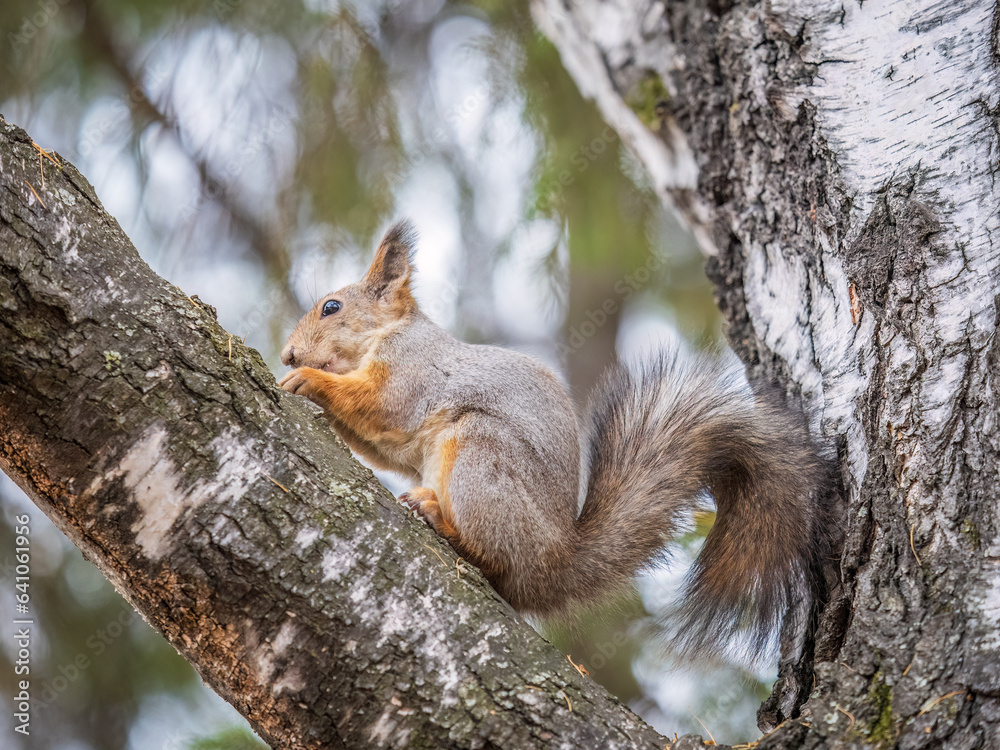 The squirrel with nut sits on tree in the autumn. Eurasian red squirrel, Sciurus vulgaris. The squirrel with nut sits on tree in the autumn. Eurasian red squirrel, Sciurus vulgaris.