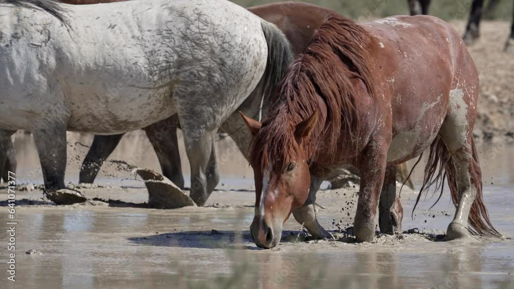 Wild horse sitting down in muddy pond to cover itself in the hot desert. Wild horse sitting down in muddy pond to cover itself in the hot desert.