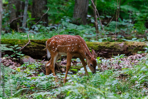 White-tailed deer (Odocoileus virginianus) fawn with spots feeding in a meadow in the forest during spring.   © Aaron J Hill