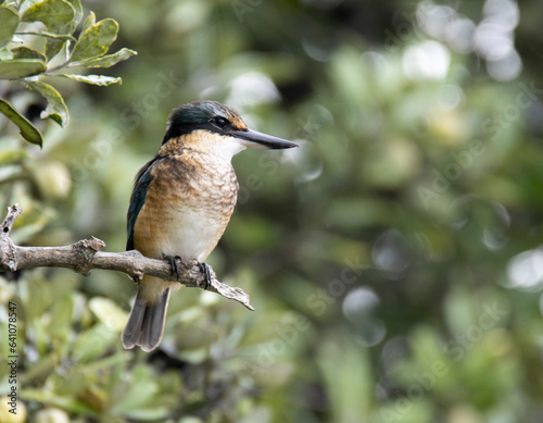 Sacred Kingfisher, Kotare, (Todiramphus sanctus) perching in pohutukawa tree