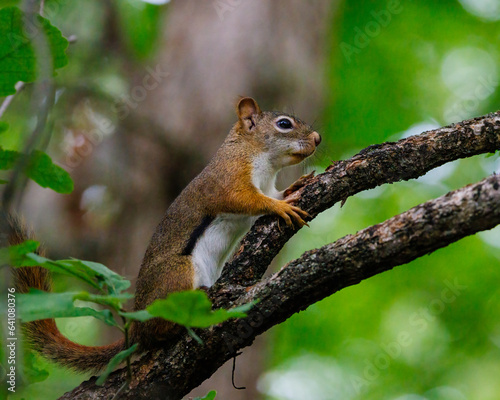 Close up of an American Red Squirrel (Tamiasciurus hudsonicus) on a tree limb during spring. Selective focus, background blur and foreground blur.  © Aaron J Hill