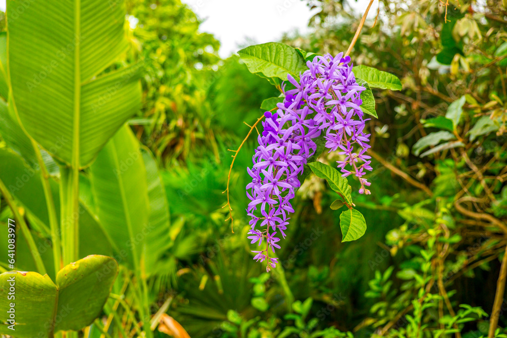 sandpaper vine OR Queen's Wreath OR Purple Wreath (Petrea volubilis) in the family Verbenaceae. sandpaper vine OR Queen's Wreath OR Purple Wreath (Petrea volubilis) in the family Verbenaceae.