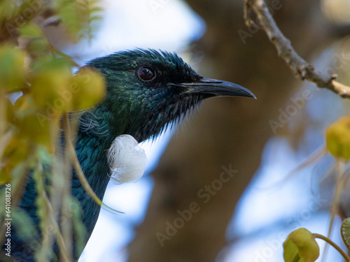 Tui (Prosthemadera novaeseelandiae), parson bird, headshot in kowhai tree photo