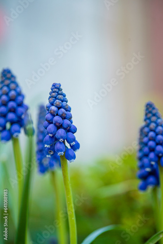 blue muscari in the garden