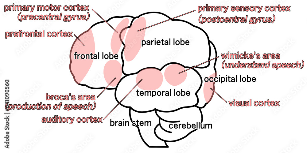 Obraz premium 横から見た大脳のシンプルなイラスト
