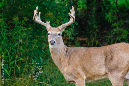 Whitetail buck deer (Odocoileus virginianus) with velvet antlers standing in the forest during late summer.  © Aaron J Hill