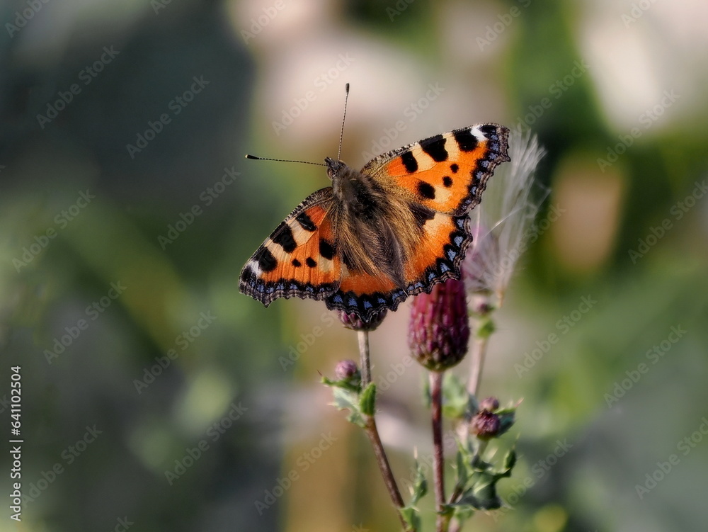 Butterfly The rusalka tortoiseshell (Aglais urticae) is a species of butterfly in the nymph family. close-up photography, Poland