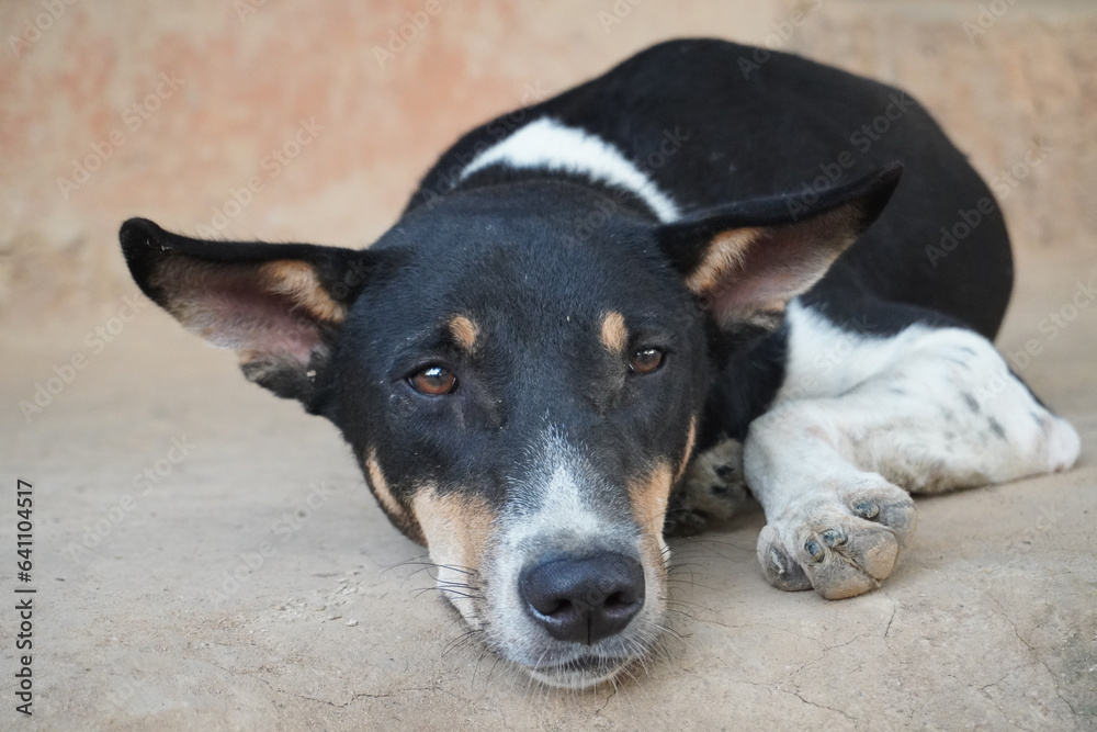 A dog lay down and looked pitiful. black and white dog A dog lay down and looked pitiful. black and white dog