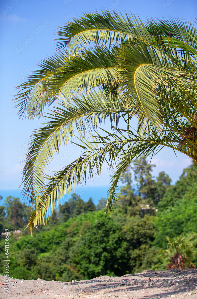Tropical palm tree against the blue sky. Vertical tropical trees.