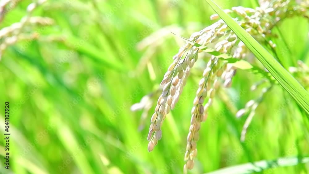 Rice field in the wind