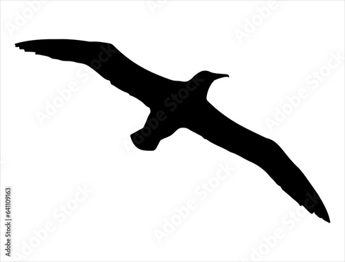 Fotografia Albatross bird silhouette vector art