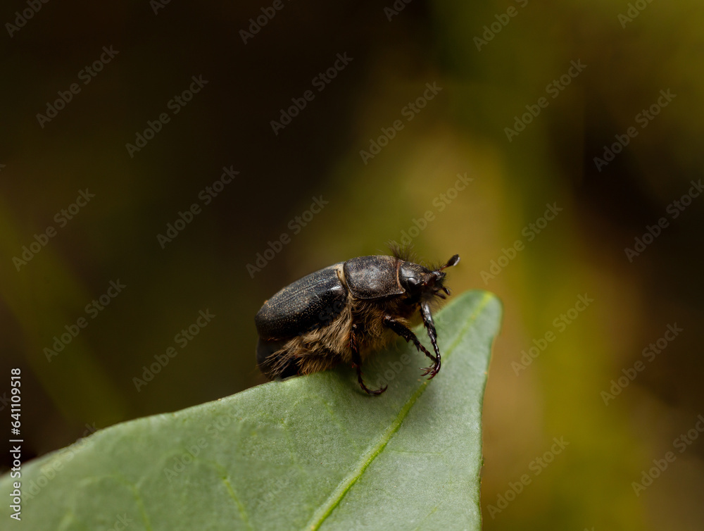 bug on a leaf bug on a leaf