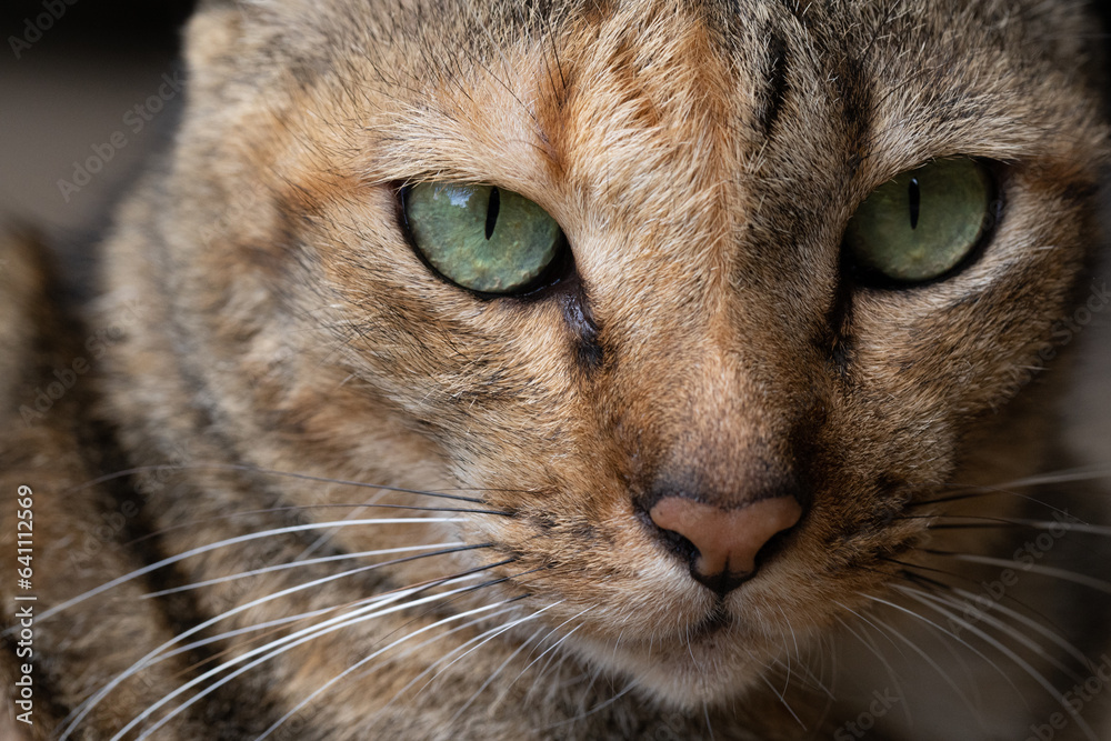close up of a cat close up of a cat
