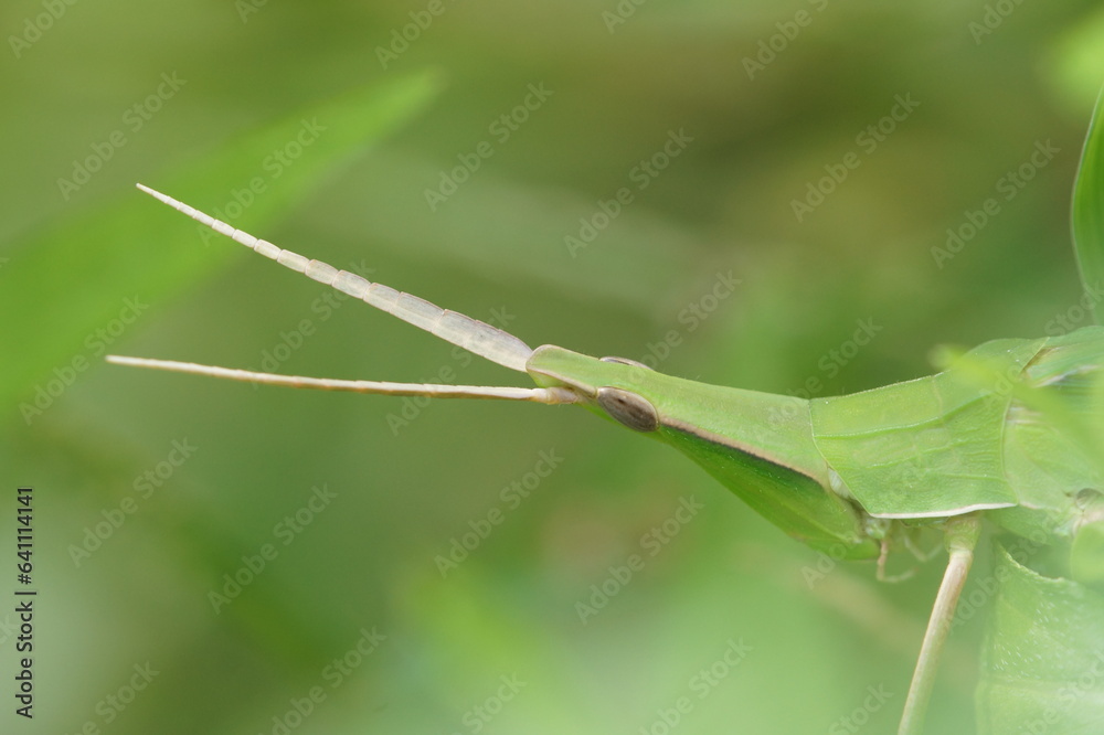 畑で見つけたショウリョウバッタ　8月中旬