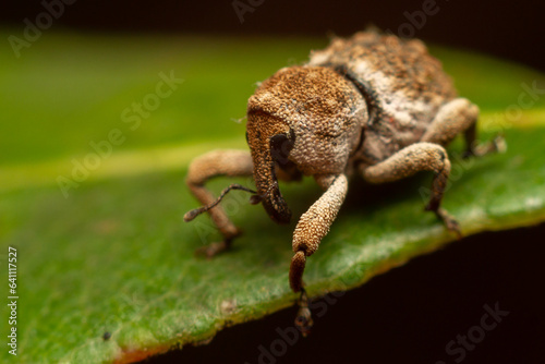 Weevil