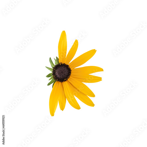 Flower with yellow, oblong petals. Half of the flower is without petals. On a transparent background.
