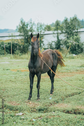 Dark tied horse standing in field grass. The horse is using to race in Traditional horse racing in Highland Aceh.