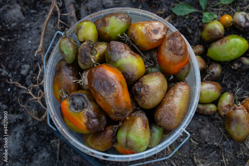 Late blight of tomatoes - an early obscure source of tomato diseases. fogs and rains are a source of diseases. a bucket of tomatoes for disposal