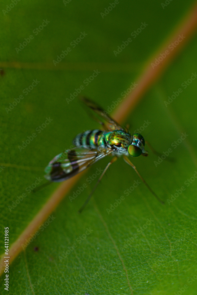 Fototapeta premium macro of a fly