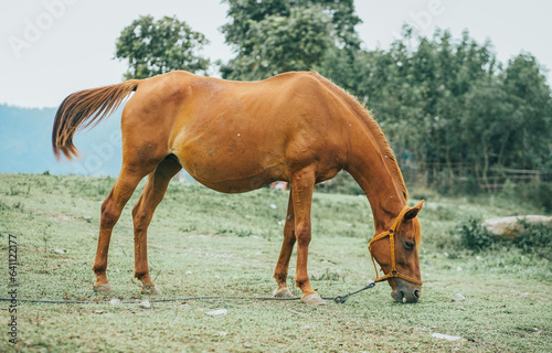 Chestnut horse eating grass with nature background. The horse is using to race in Traditional horse racing in Highland Aceh.