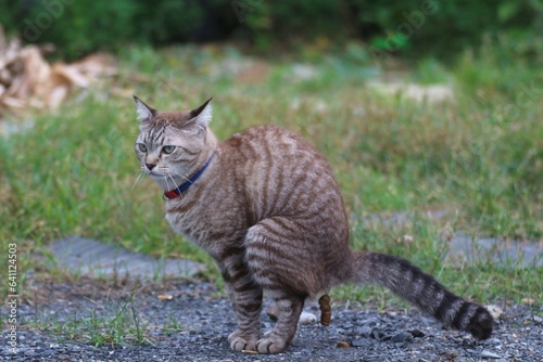 The brown tabby is defecating 