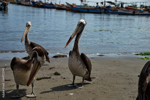 Group of pelicans on the beach in Paracas, Peru